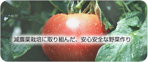 減農薬栽培に取り組んだ、安心安全な野菜作り